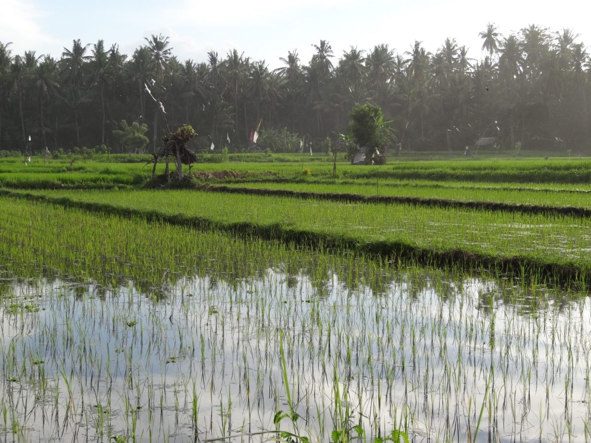 Ricefields of Bali